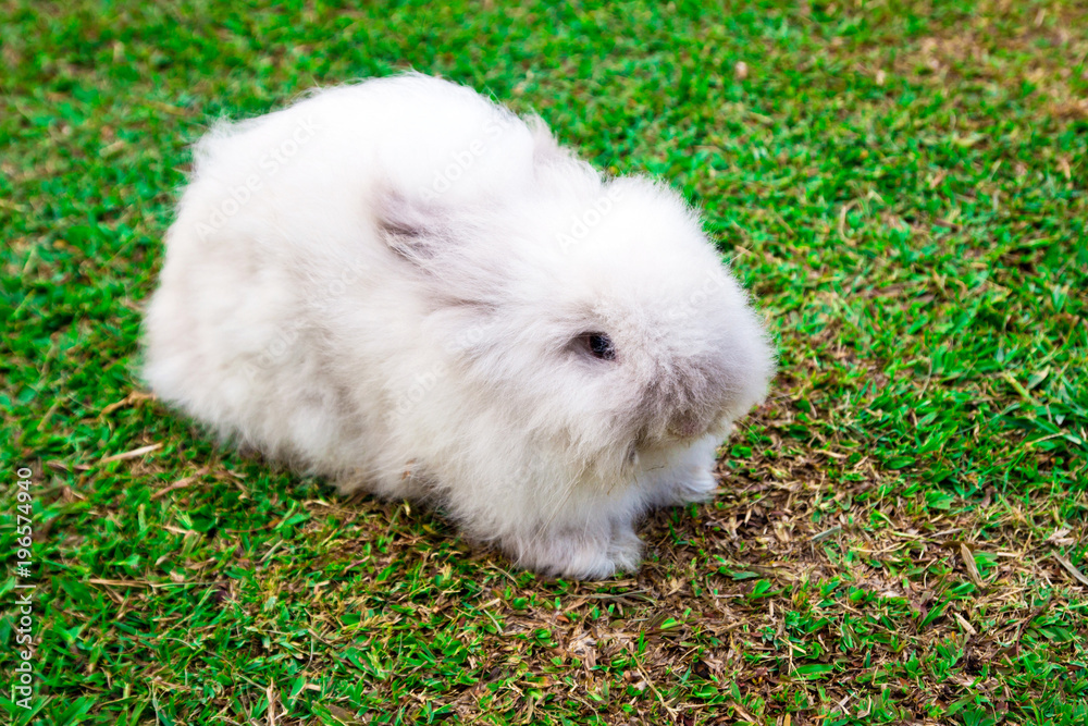 rabbit on grass rabbit on grass