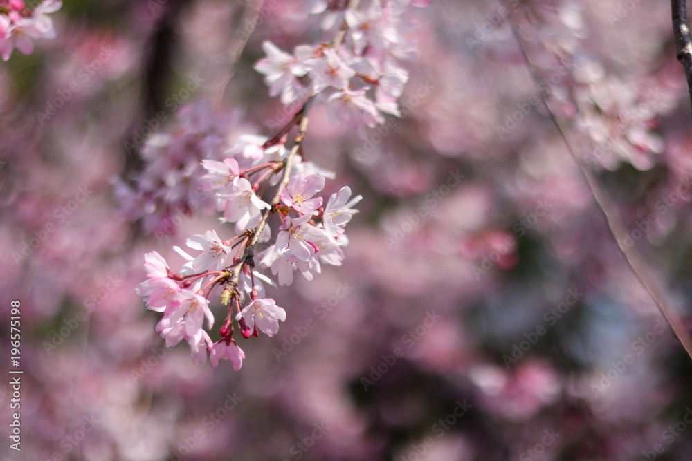 桜の風景