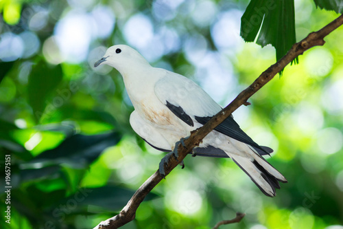 Pied imperial pigeon, Ducula bicolor