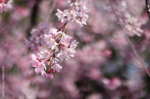 桜の風景