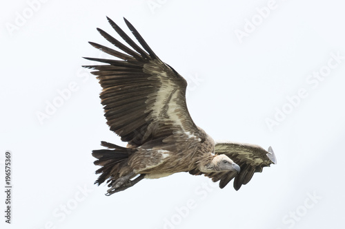 Vulture flying in the sky © 2630ben