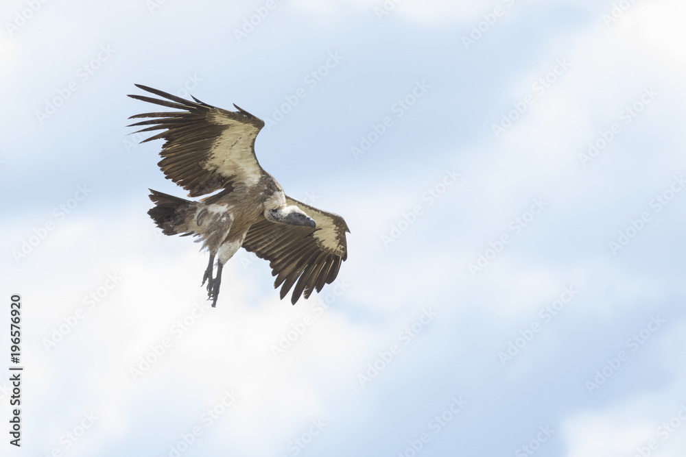 Fototapeta premium Vulture flying in the sky
