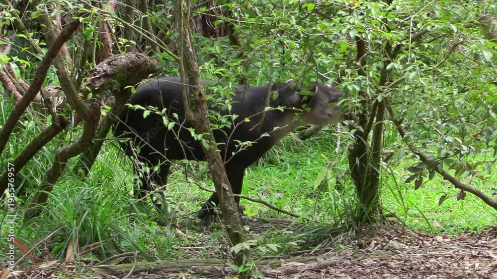 A tapir walks through a forested region. A tapir walks through a forested region.