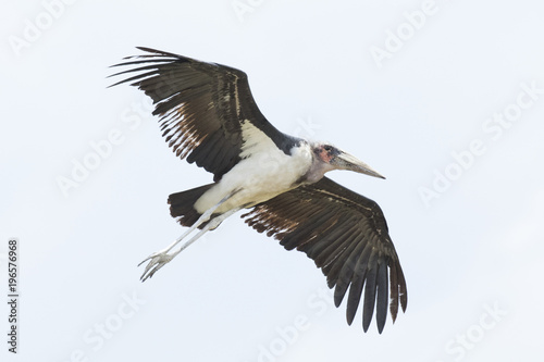 Marabou stork flying in the sky © 2630ben