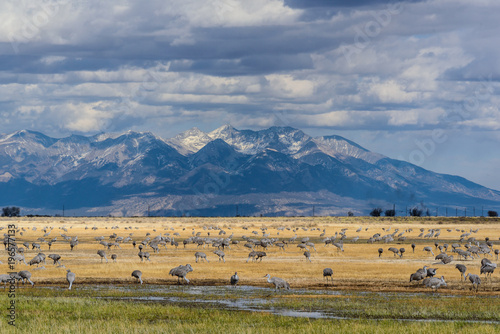 Migrating Greater Sandhill Cranes in Monte Vista, Colorado