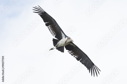 Marabou stork flying in the sky