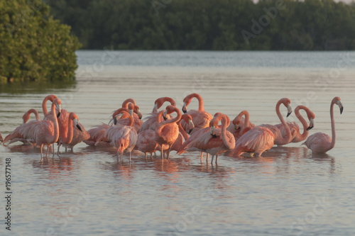 Pink flamingos family at dawn , they gather before setting off to start their day in the river 