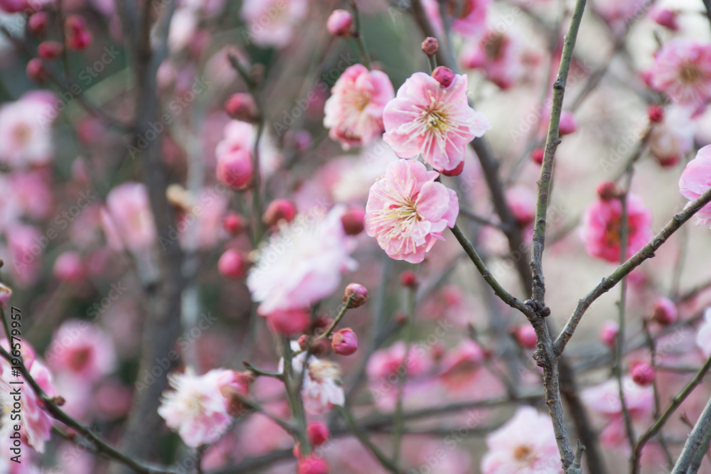 Flowering fruit trees with pink flowers in blossom against background Flowering fruit trees with pink flowers in blossom against background