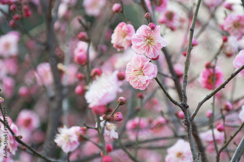 Flowering fruit trees with pink flowers in blossom against background