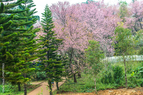 Wild Himalayan Cherry in Khun Wang royal project photo