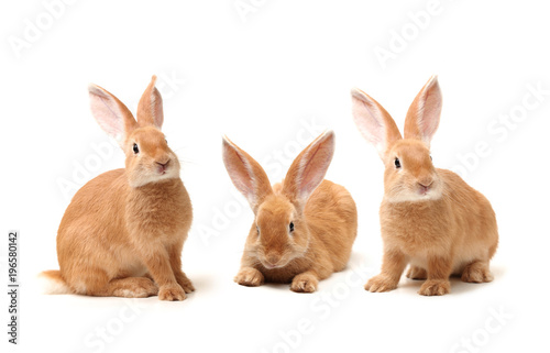 Brown Bunny isolated on white background 