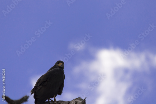 Common black hawk perched on tree ready to hunt for its prey