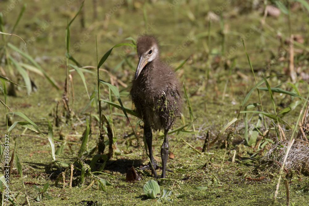 Limpkin chick exploring the flora filled marsh water