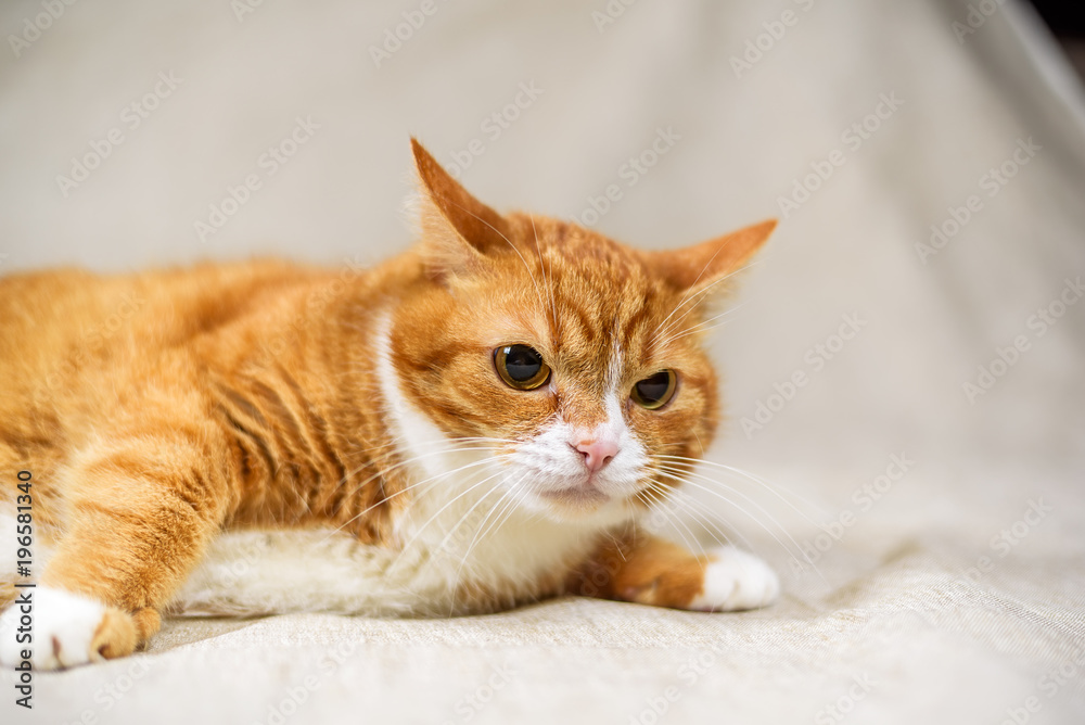 A homemade red cat next to a ripe watermelon, photographed close-up on a light background.