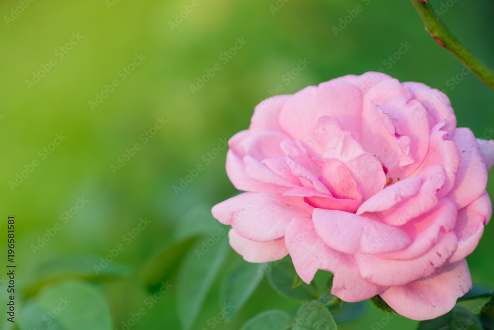 Pink rose on green backround from leaf