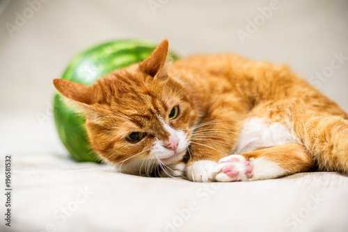 Wallpaper Mural A homemade red cat next to a ripe watermelon, photographed close-up on a light background. Torontodigital.ca