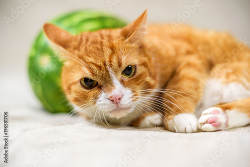 A homemade red cat next to a ripe watermelon, photographed close-up on a light background.
