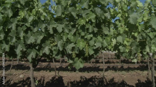 A dolly move through a row of merlot wine vines in Talca, Chile. photo