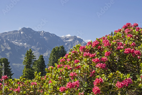 Alpenrosenblüte in den Stubaier Alpen