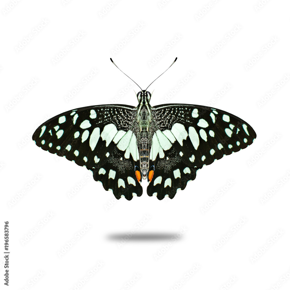 Fototapeta premium limonkowy motyl na białym tle