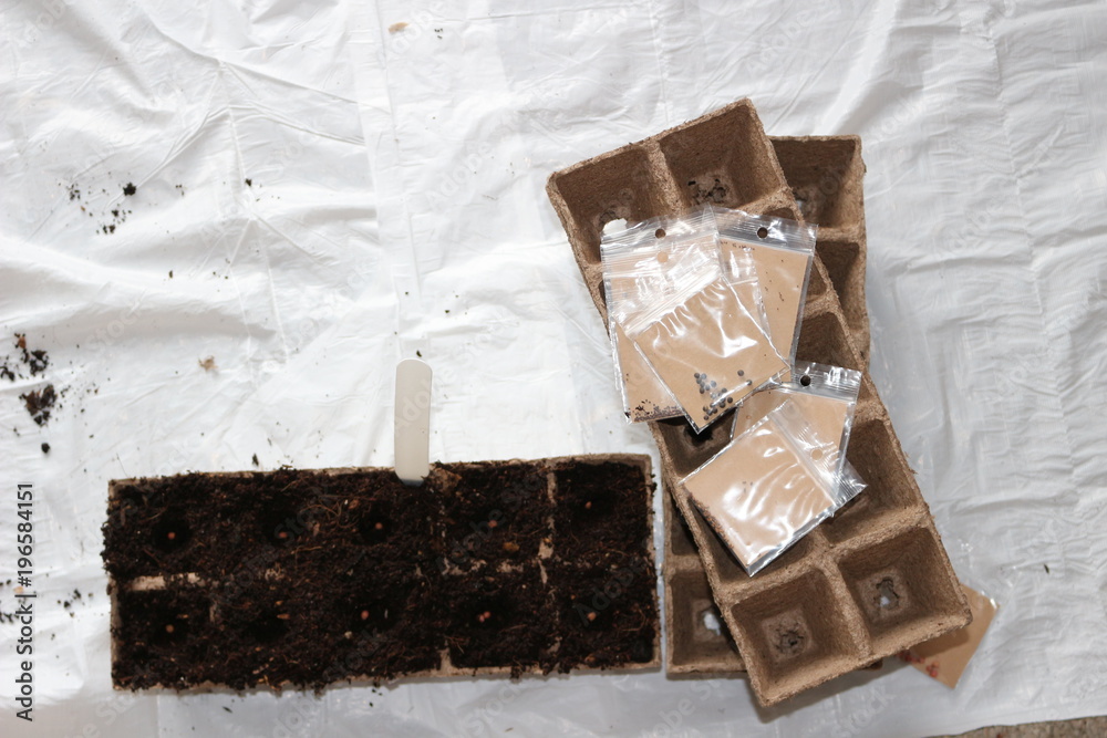 Fototapeta premium sowing seeds in spring in biodegradable peat pots