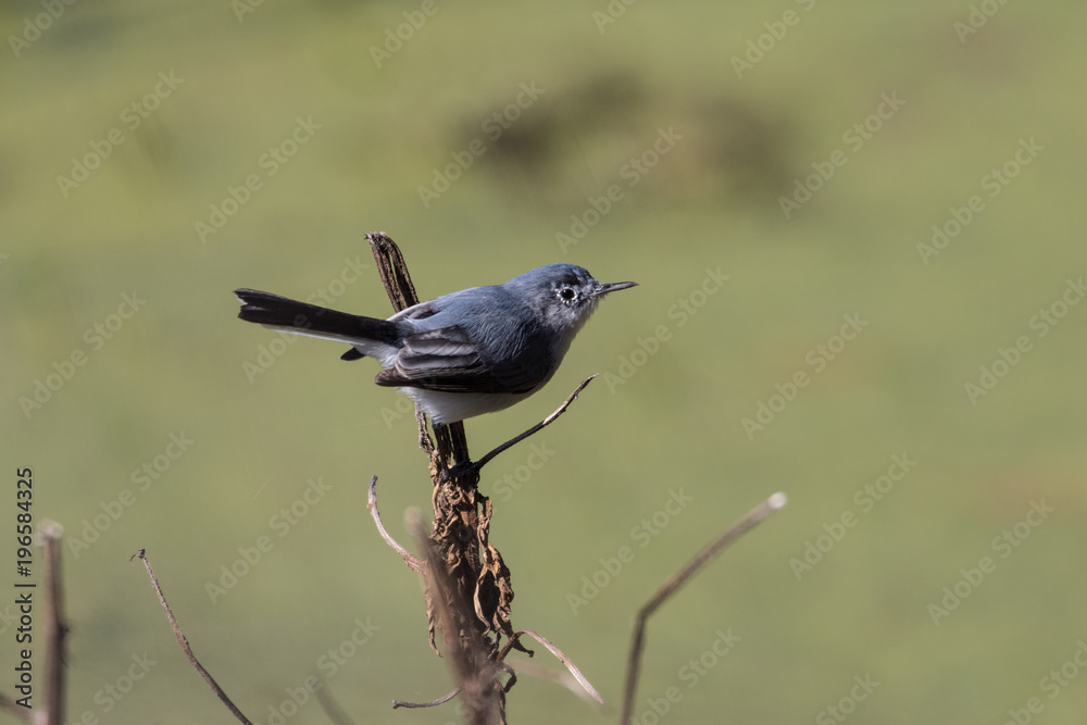 Obraz premium Small gray gnatcatcher perched on a branch 