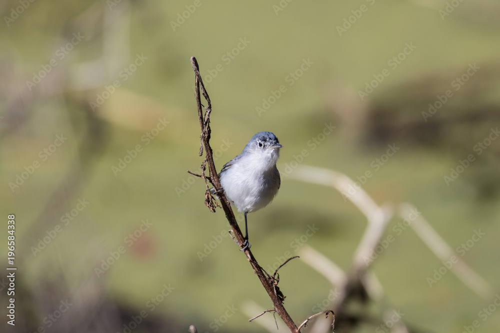 Fototapeta premium Small gray gnatcatcher perched on a branch 
