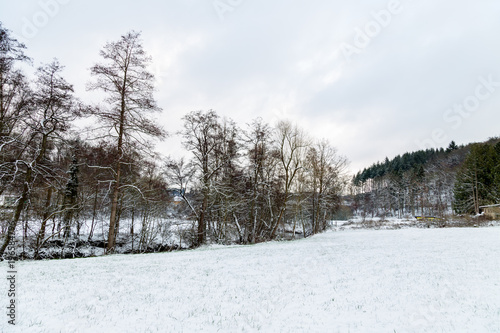 Old oak trees in a white snow day with european winter wood forest on the background © LuXpics