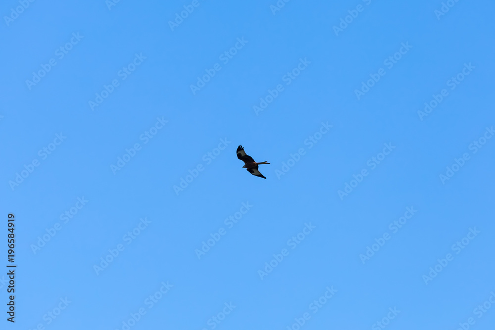 Hawk flying in the european winter sky Hawk flying in the european winter sky