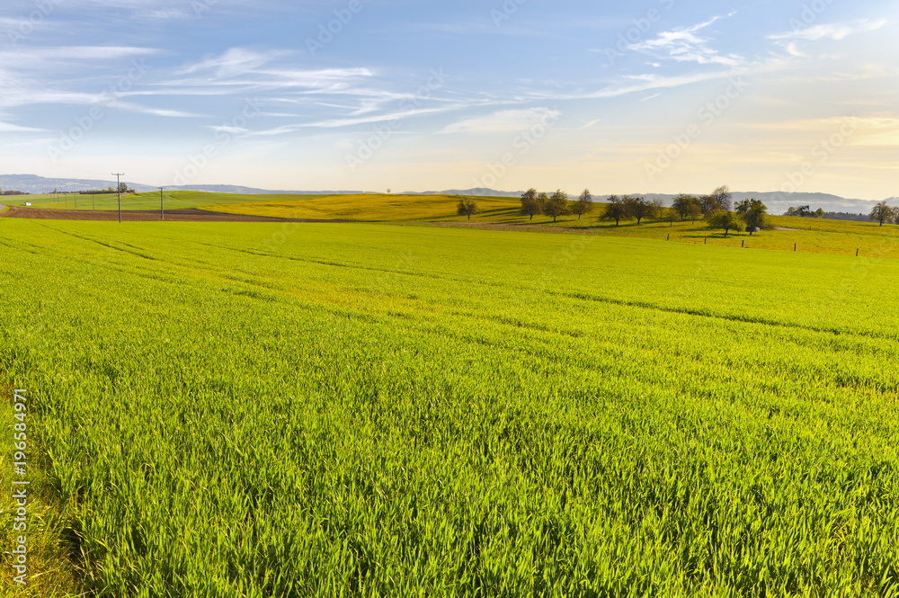 Fototapeta premium Swiss landscape with meadows