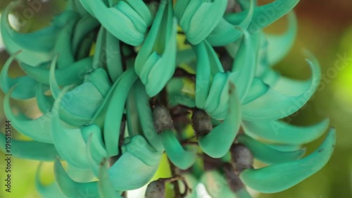 Strongylodon macrobotrys, commonly known as jade vine, emerald vine or turquoise jade vine, high definition movie clip stock footage. Tayabak. photo