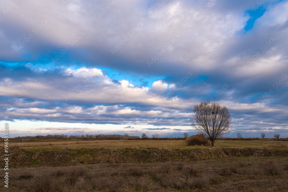 Lonely bare tree in farm field against cloudy sky Lonely bare tree in farm field against cloudy sky