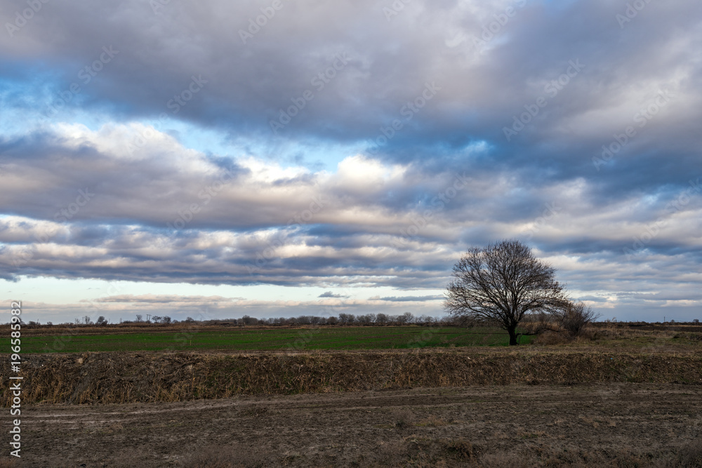 Lonely bare tree in farm field against cloudy sky