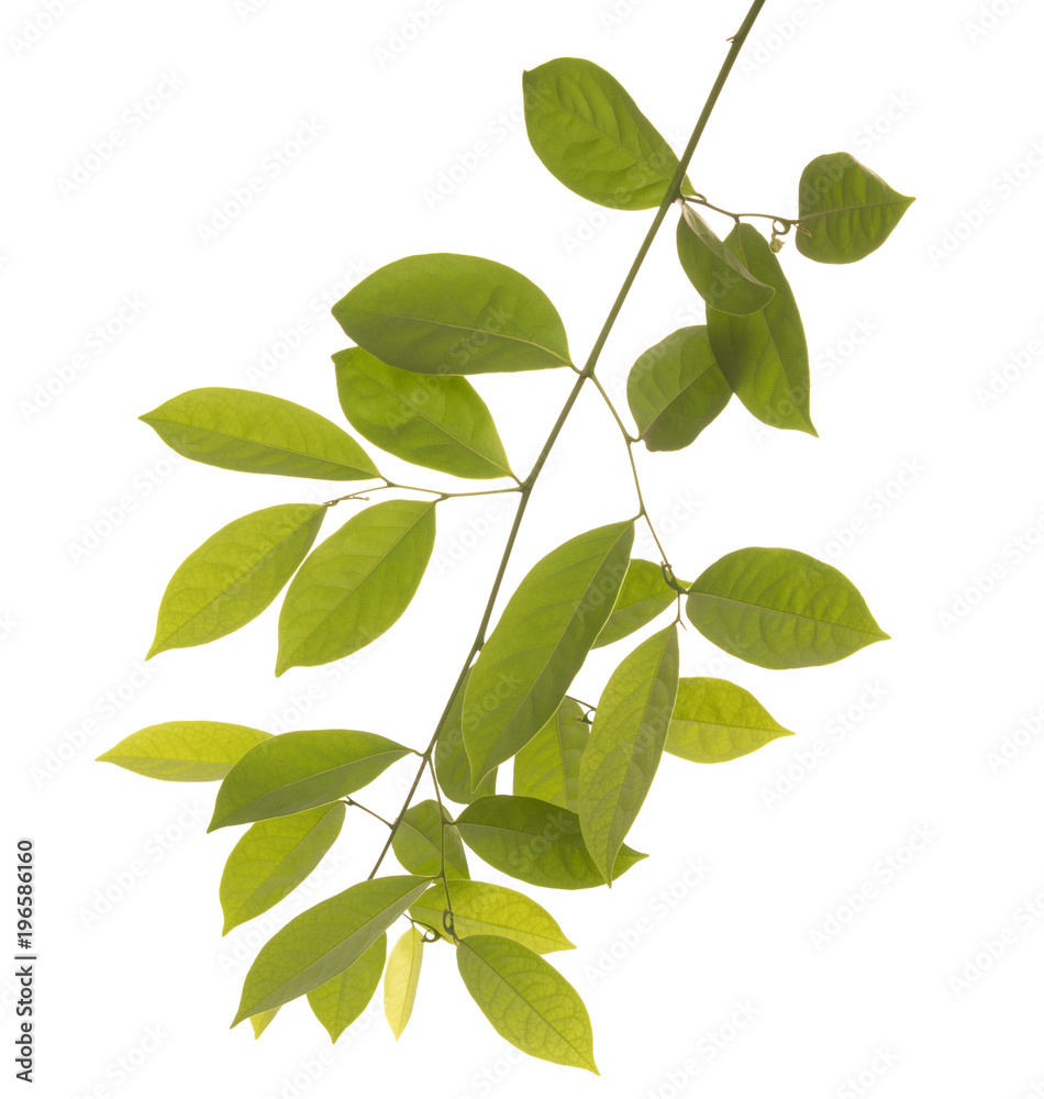 Fototapeta premium leaf isolated on white background