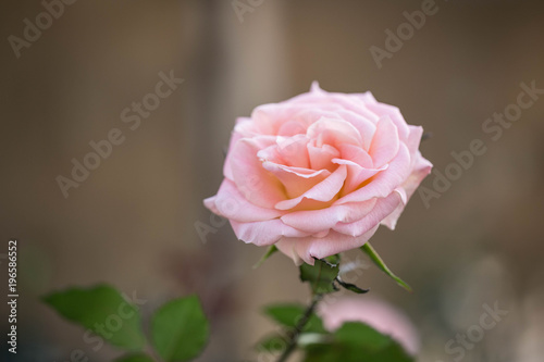 Beautiful pink roses instead of love.