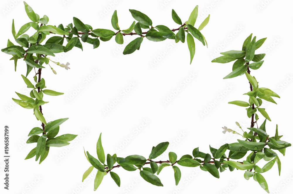 Tree Leaf Frame On White Background with space for text.. Tree Leaf Frame On White Background with space for text..