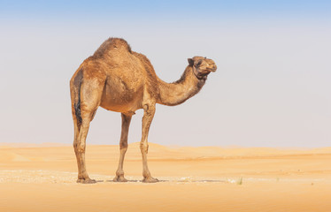 Fotobehang Kameel Kameel in Empty Quarter woestijn  © David_Steele