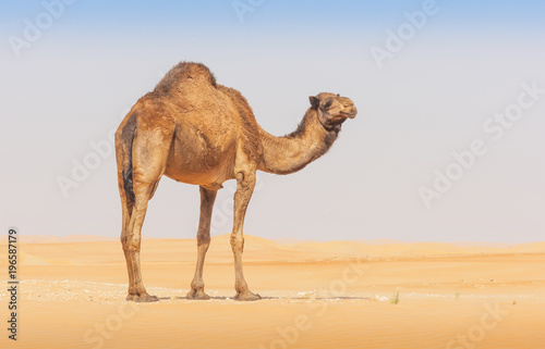 A camel in the Empty Quarter