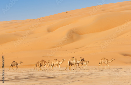 Camels in the Empty Quarter