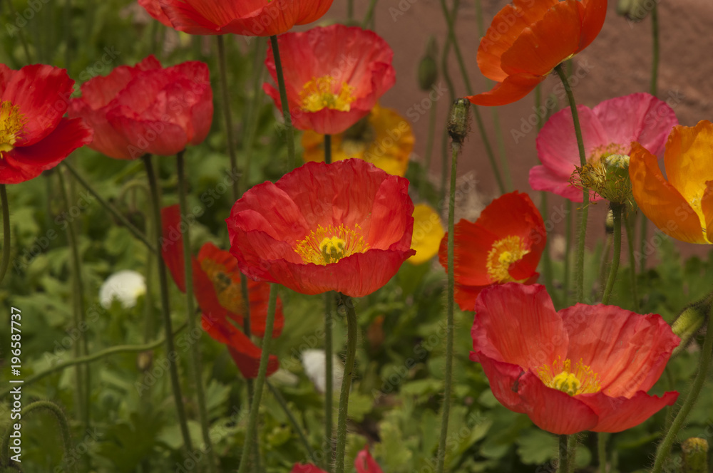 Fototapeta premium Sydney Australia, flowerbed of colorful poppies