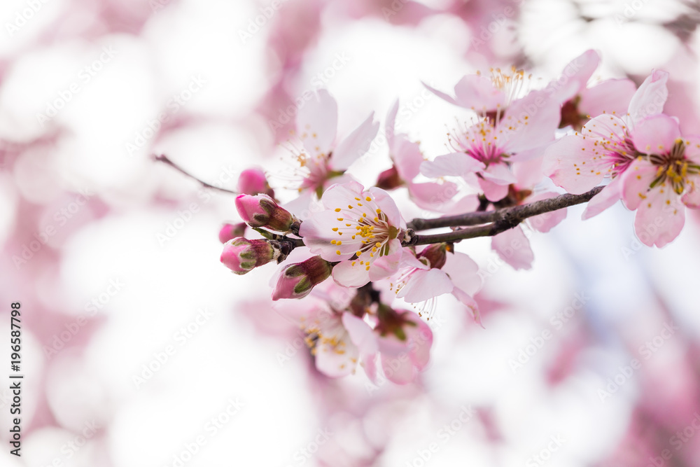 almonds flowers branch sky branches clouds background almonds flowers branch sky branches clouds background