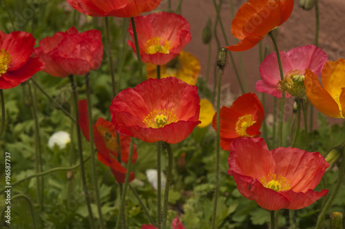 Sydney Australia  flowerbed of colorful poppies