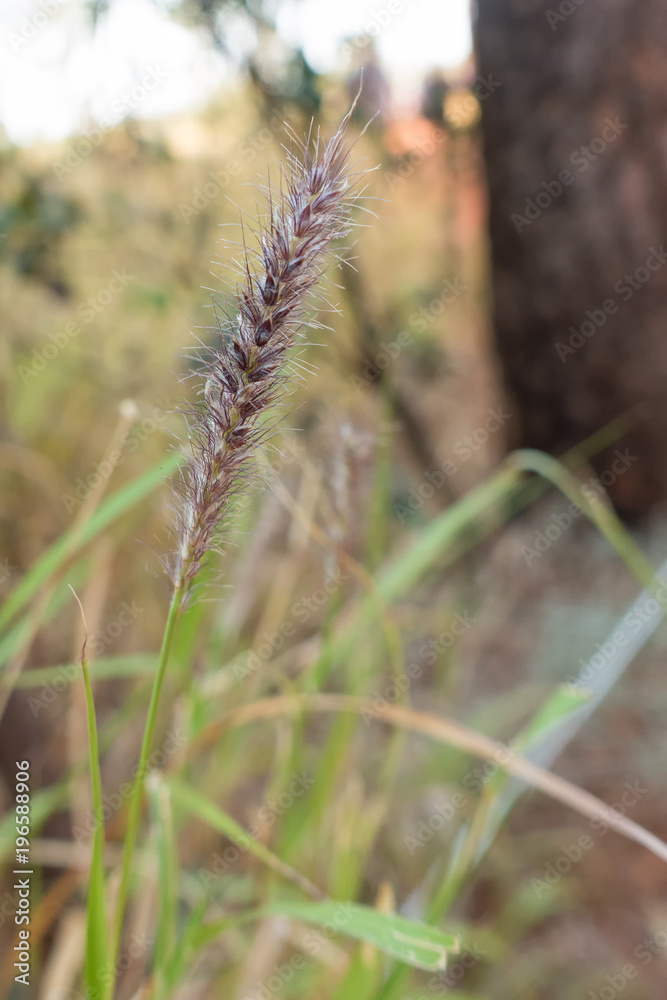 Seedhead of grass in the outback of the Northern Territory in Australia Seedhead of grass in the outback of the Northern Territory in Australia