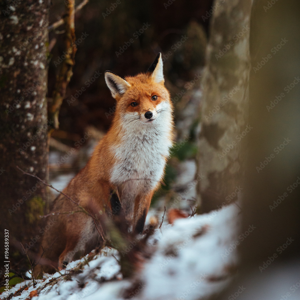 Fototapeta premium Beautiful red fox portrait in the wild forest
