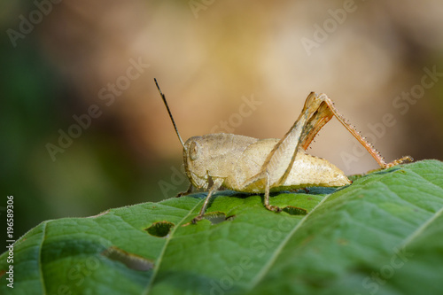 Image of brown grasshopper on a green leaf. Insect. Animal.