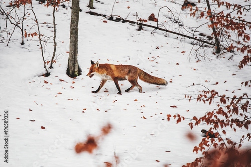 Red fox in winter forest