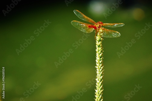 Dragonfly on grass 