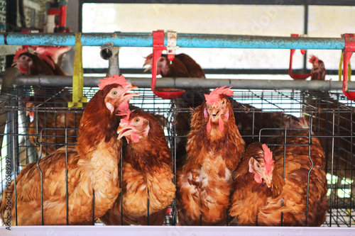 Chicken farm business with high farming and using technology on farming