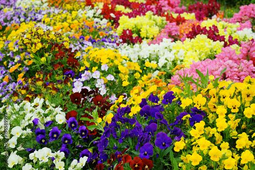 春の花壇 © M.Imanishi