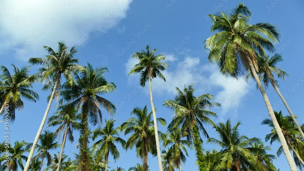 Beautiful tropical coconut palm tree on sky background
Beautiful tropical coconut palm tree on sky background
